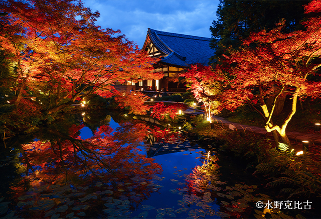 紅葉の様子